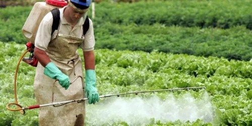 Na Agrotins 2025, CRF-TO destaca papel do farmacêutico no agronegócio brasileiro