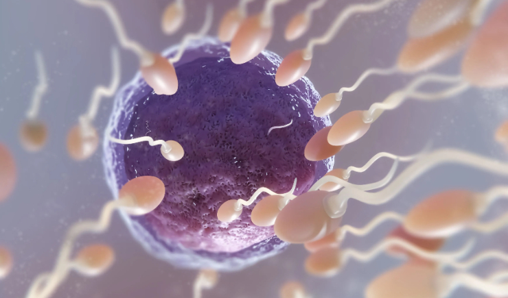 Anticoncepcional masculino promete efeito reversível por até 2 anos