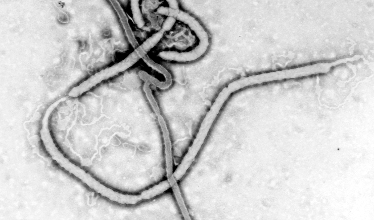 Casos de Ebola na África acendem alerta para risco de disseminação e OMS declara emergência internacional